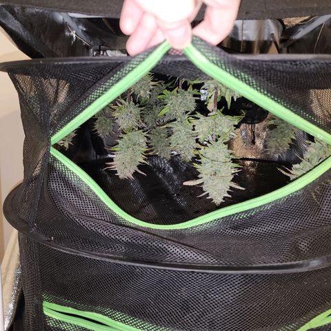 Gorilla Glue #2 growlog photo: She was such a pleasant grow!