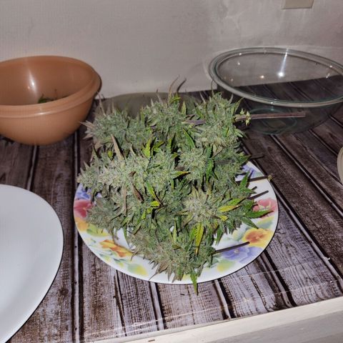 Gorilla Glue #2 growlog photo: She was such a pleasant grow!