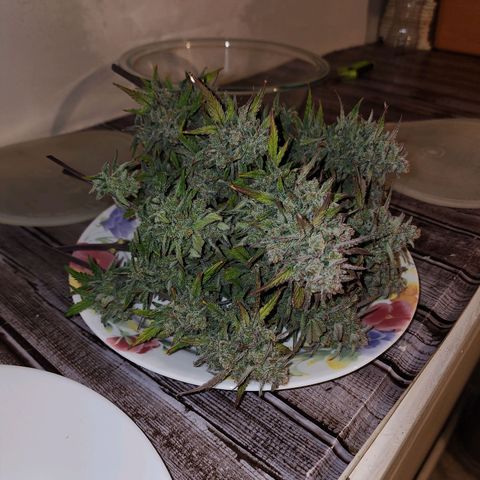 Gorilla Glue #2 growlog photo: She was such a pleasant grow!