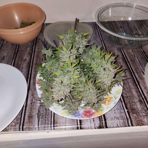 Gorilla Glue #2 growlog photo: She was such a pleasant grow!