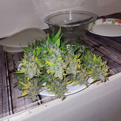 Methane #1 growlog photo: She was huge and purple. Beautiful plant!