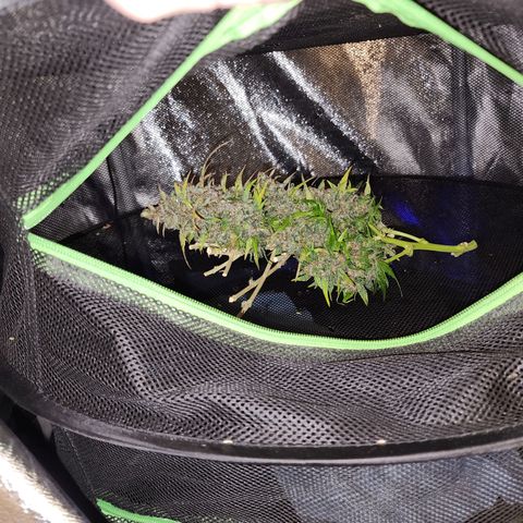 Methane #1 growlog photo: She was huge and purple. Beautiful plant!