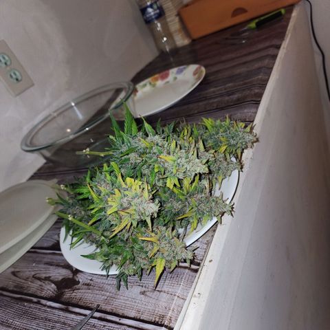 Methane #1 growlog photo: She was huge and purple. Beautiful plant!