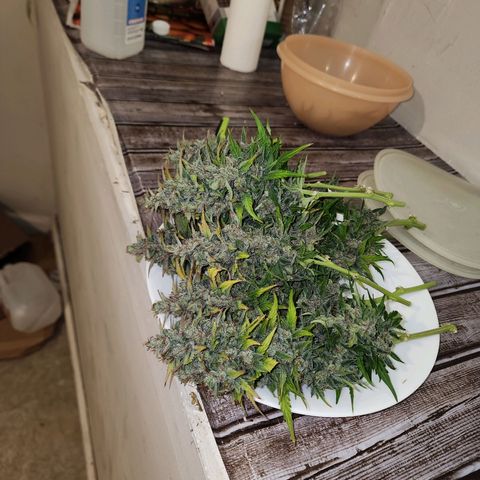 Methane #1 growlog photo: She was huge and purple. Beautiful plant!