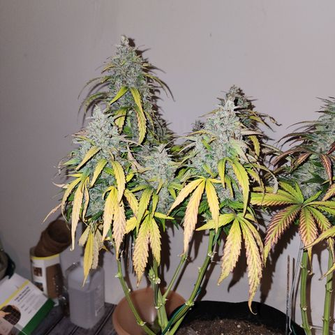 Methane #1 growlog photo: She was huge and purple. Beautiful plant!