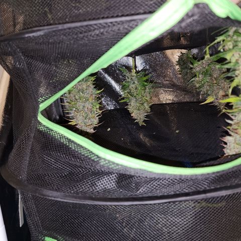 Methane #1 growlog photo: She was huge and purple. Beautiful plant!