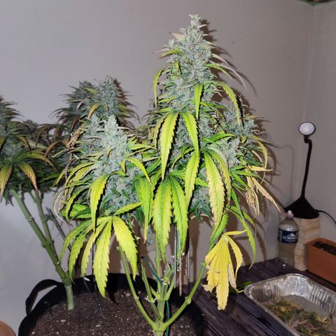 Methane #1 growlog photo: She was huge and purple. Beautiful plant!