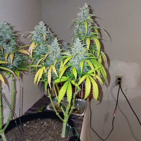 Methane #1 growlog photo: She was huge and purple. Beautiful plant!