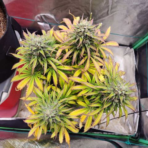 Methane #2 growlog photo: The fade and bulking are very impressive, very picturesque. 