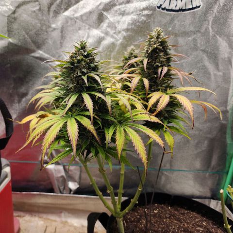 Methane #2 growlog photo: The fade and bulking are very impressive, very picturesque. 