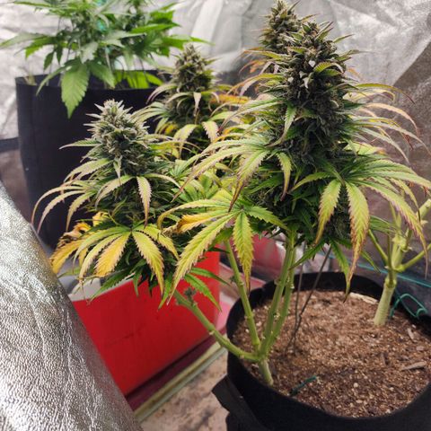 Methane #2 growlog photo: The fade and bulking are very impressive, very picturesque. 