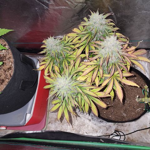 Methane #2 growlog photo: And with lights off, she reveals just how frosty she is to the flash. 
