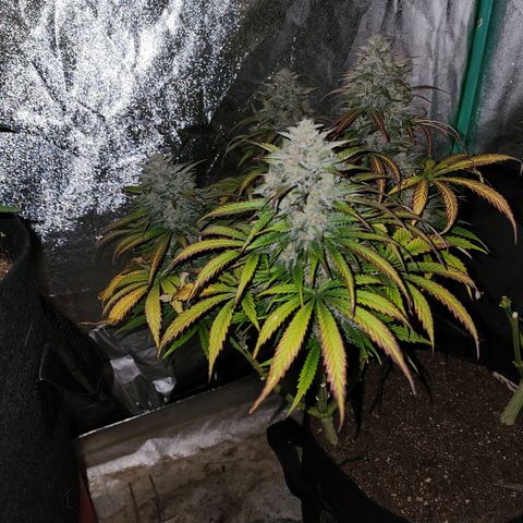Methane #2 growlog photo: And with lights off, she reveals just how frosty she is to the flash. 