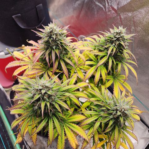 Methane #2 growlog photo: The fade and bulking are very impressive, very picturesque. 