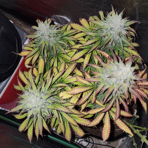 Methane #2 growlog photo: And with lights off, she reveals just how frosty she is to the flash. 