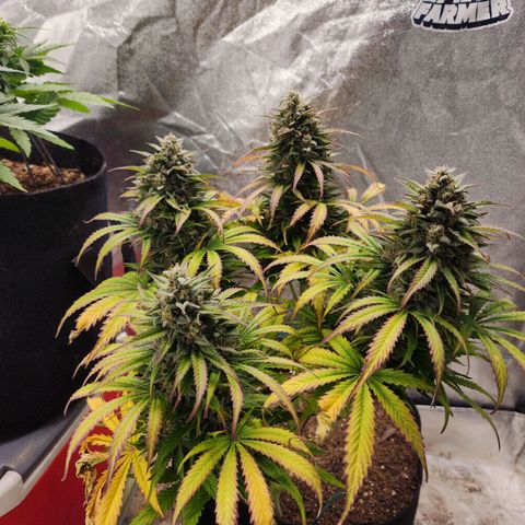 Methane #2 growlog photo: The fade and bulking are very impressive, very picturesque. 