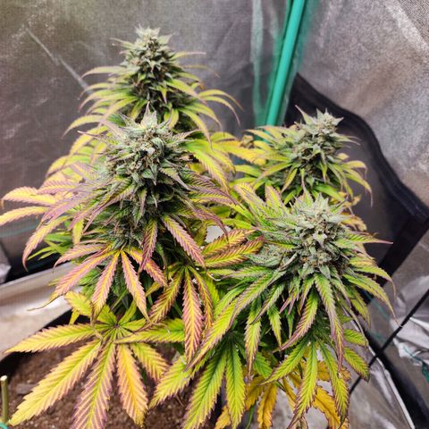 Methane #2 growlog photo: The fade and bulking are very impressive, very picturesque. 