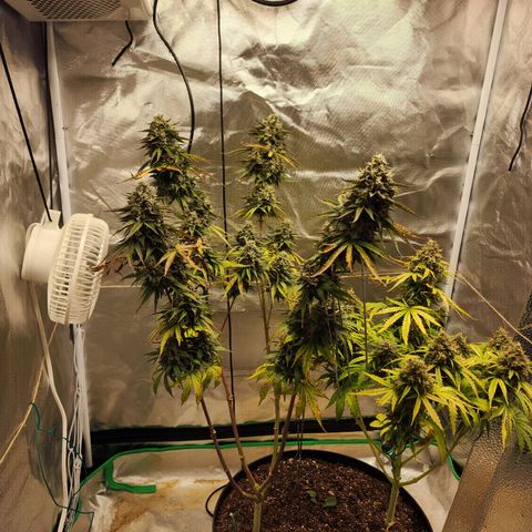 Mango Mrrr  #2 growlog photo: Tall, spindly, and really getting fat at the tops!