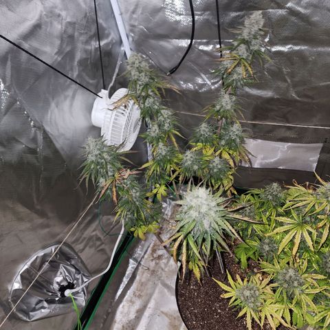 Mango Mrrr  #2 growlog photo: Not to mention extremely frosty! 