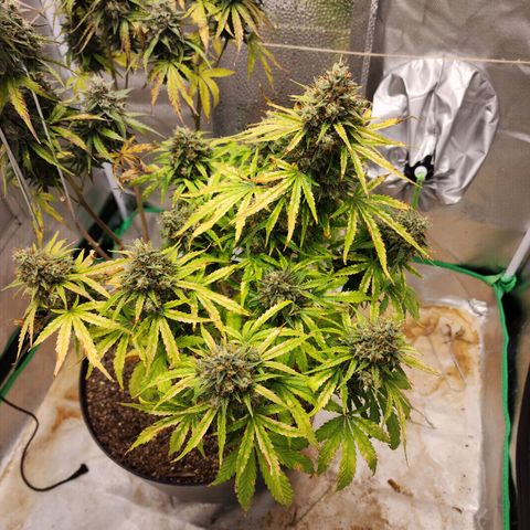 Mango Mrrr  #1 growlog photo: Certainly big, but definitely needed more light earlier. Her sister being so tall wasn't great for her 