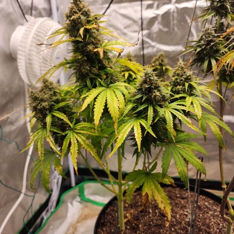 Mango Mrrr  #1 growlog photo: Certainly big, but definitely needed more light earlier. Her sister being so tall wasn't great for her 