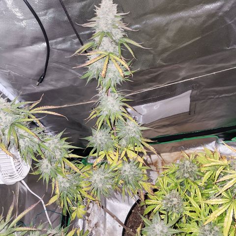 Mango Mrrr  #2 growlog photo: Not to mention extremely frosty! 