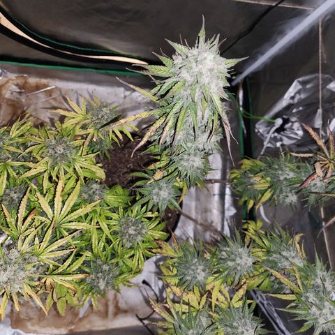 Mango Mrrr  #2 growlog photo: Not to mention extremely frosty! 