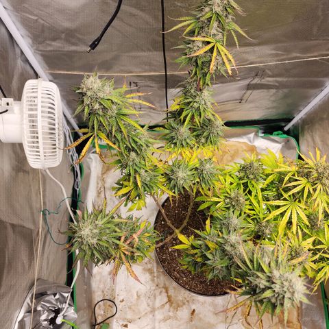 Mango Mrrr  #2 growlog photo: Tall, spindly, and really getting fat at the tops!
