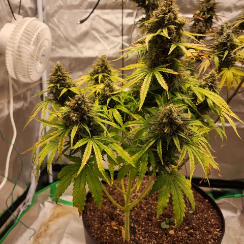Mango Mrrr  #1 growlog photo: Certainly big, but definitely needed more light earlier. Her sister being so tall wasn't great for her 