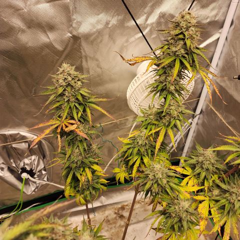Mango Mrrr  #2 growlog photo: Tall, spindly, and really getting fat at the tops!