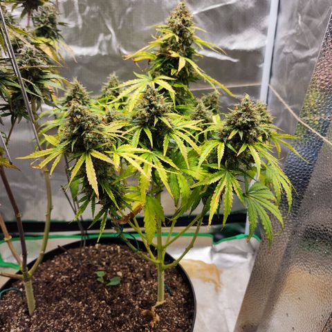 Mango Mrrr  #1 growlog photo: Certainly big, but definitely needed more light earlier. Her sister being so tall wasn't great for her 