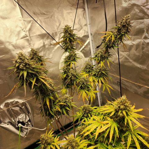 Mango Mrrr  #2 growlog photo: Tall, spindly, and really getting fat at the tops!