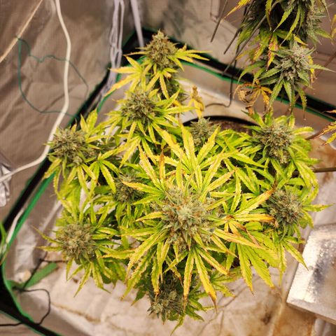 Mango Mrrr  #1 growlog photo: Certainly big, but definitely needed more light earlier. Her sister being so tall wasn't great for her 