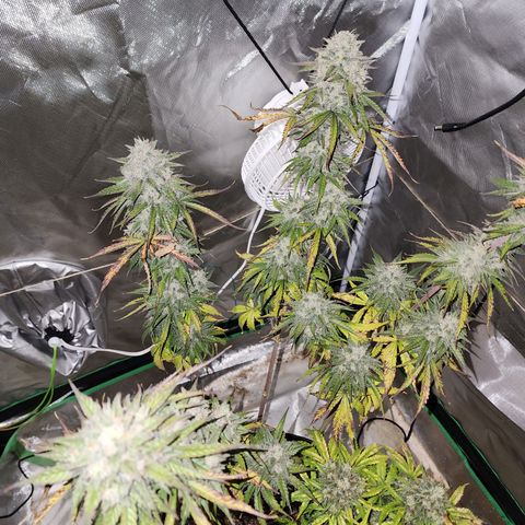 Mango Mrrr  #2 growlog photo: Not to mention extremely frosty! 