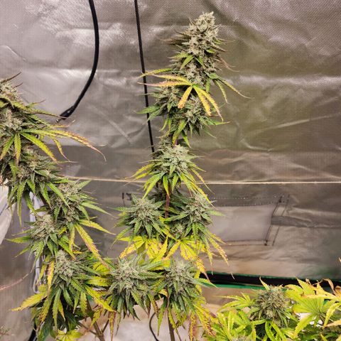 Mango Mrrr  #2 growlog photo: Tall, spindly, and really getting fat at the tops!