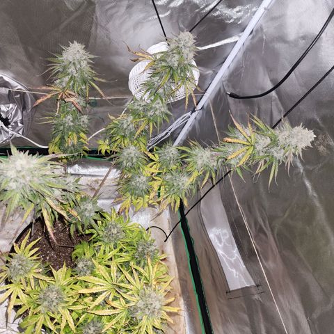Mango Mrrr  #2 growlog photo: Not to mention extremely frosty! 