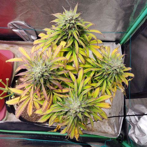 Methane #2 growlog photo: The fade and bulking are very impressive, very picturesque. 