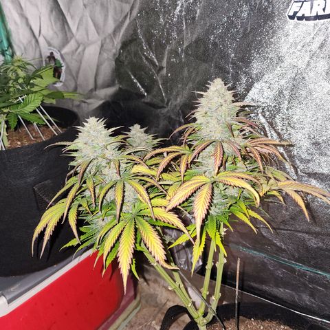 Methane #2 growlog photo: And with lights off, she reveals just how frosty she is to the flash. 
