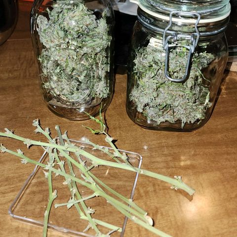 Methane #1 growlog timeline photo
