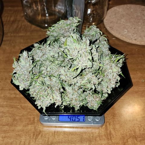 Methane #1 growlog timeline photo