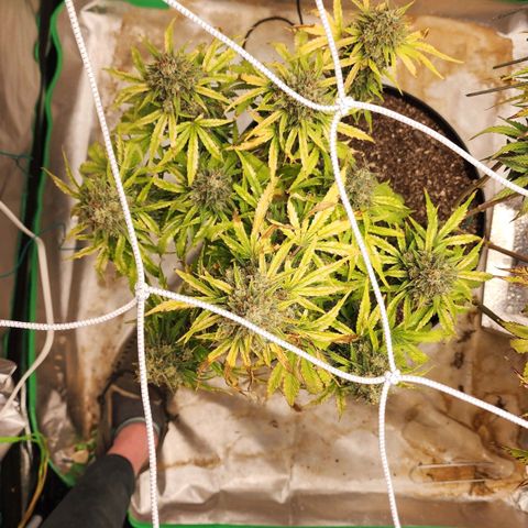 Mango Mrrr  #1 growlog timeline photo