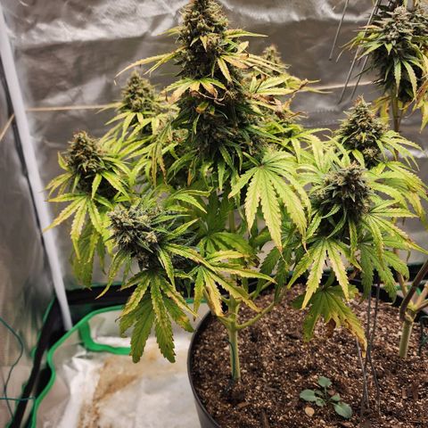 Mango Mrrr  #1 growlog timeline photo