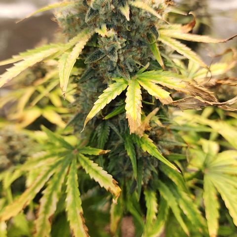 Mango Mrrr  #1 growlog timeline photo