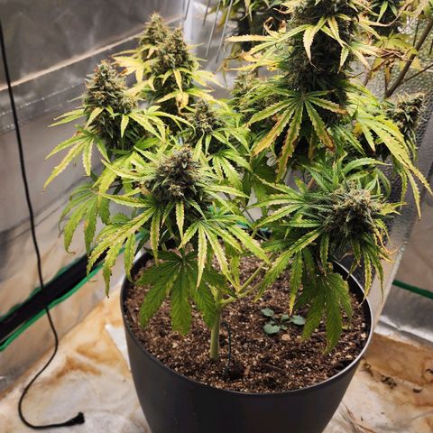 Mango Mrrr  #1 growlog timeline photo
