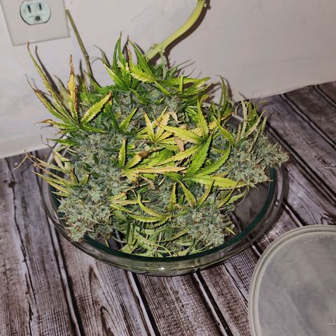Mango Mrrr  #1 growlog timeline photo
