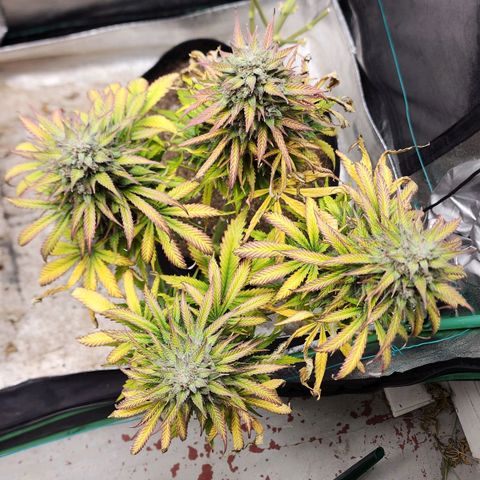Methane #2 growlog timeline photo