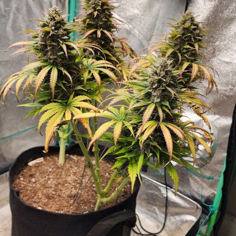 Methane #2 growlog timeline photo