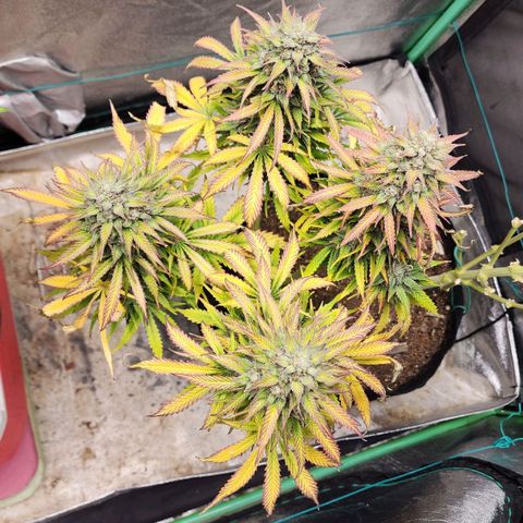 Methane #2 growlog timeline photo