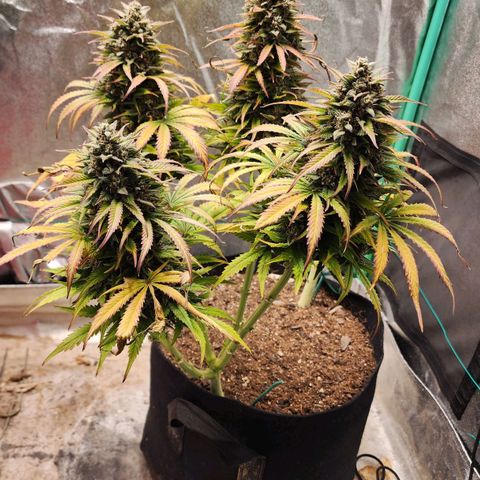 Methane #2 growlog timeline photo