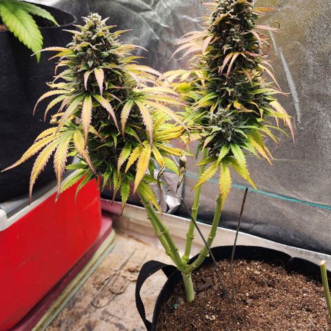 Methane #2 growlog timeline photo